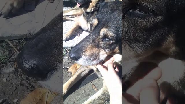 Собаки и коты на районе🐕🐈. Гуляю с собаками 😂 смотреть онлайн