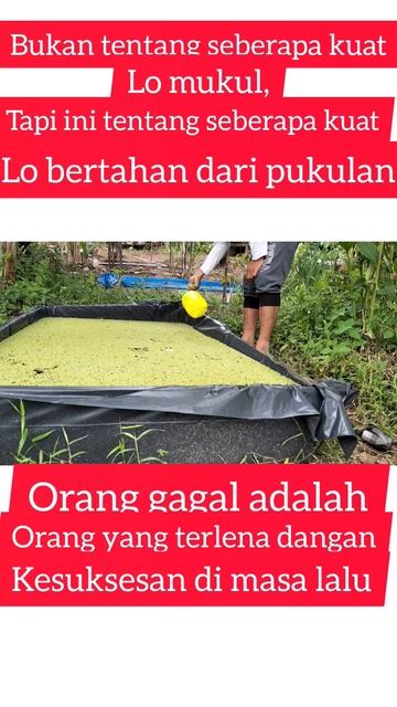 berjuang untuk ketahanan pakan dengan cara budidaya azolla#shorts смотреть онлайн