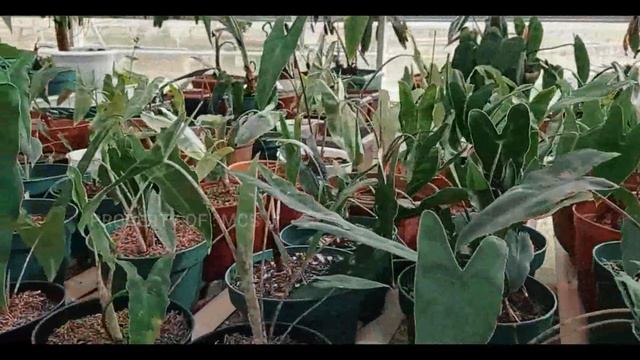 Sorganya Tanaman Hias, GreenHouse "Sawo" Mamasa смотреть онлайн
