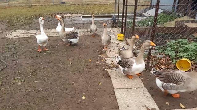 новый гусак и кошка 🦢🐱 смотреть онлайн