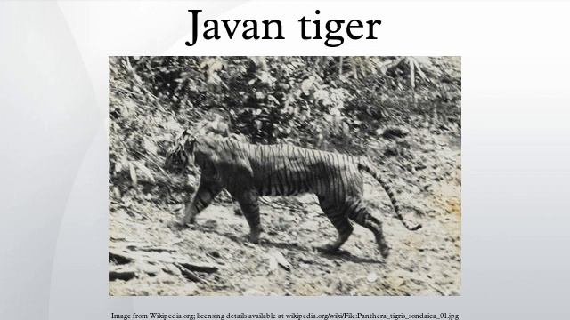 Javan tiger смотреть онлайн