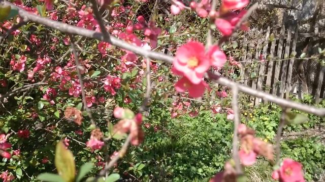 Красивые цветы плодового дерева весной Beautiful fruit tree flowers in spring 春天美丽的果树花 春の美しい果樹の花 봄에 смотреть онлайн