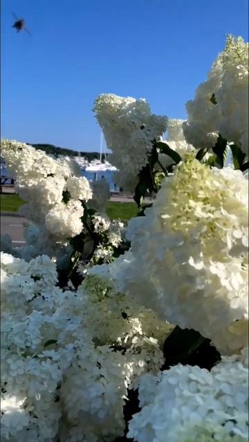#hortensia #hydrangea #садгортензий #гортензия #hydrangeaflower #paniculata #метельчатаягортензия смотреть онлайн