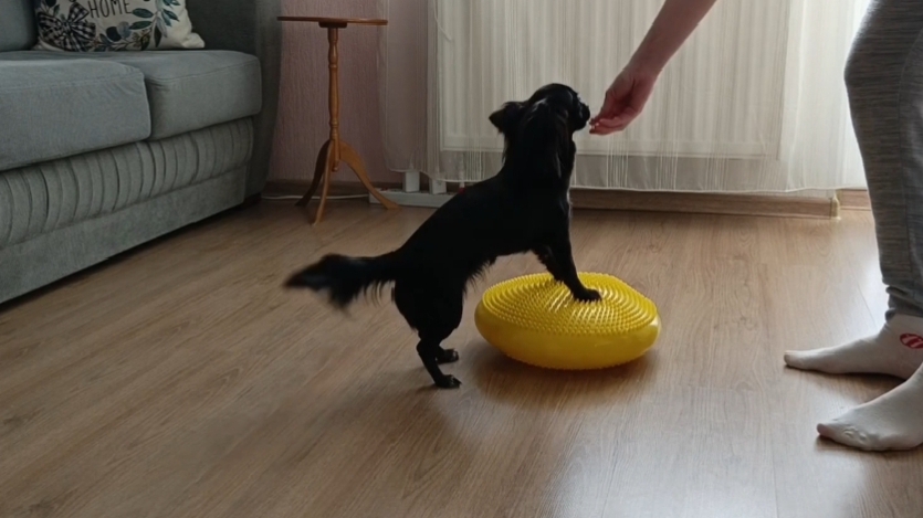 Чихуахуа на блинчике