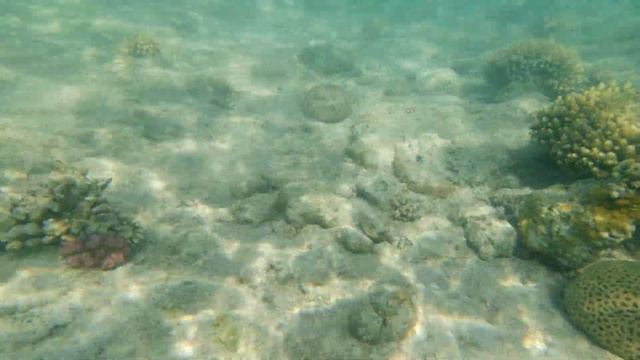 Sohal Surgeonfish Attack Me In Red Sea, Araabia Kirurgkala Ründas Mind