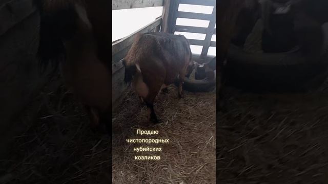 Продаются нубийские козлики