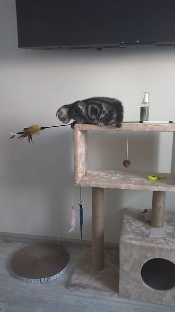 Прыжок с домика