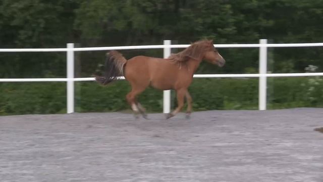 Electra's Mini Me - SOLD!! смотреть онлайн