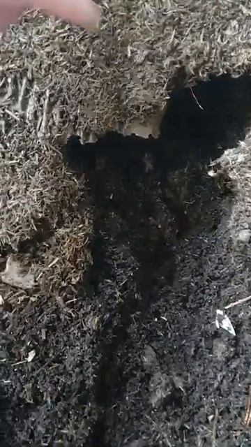 МОИХ ЧЕРВЕЙ КТО-ТО ПОЕДАЕТ - нора в ящике с червями, крыса или мышь смотреть онлайн