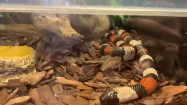 Поехала туром🔥в Парк ЛОГА 🐾 Каменск-Шахтинский | влог смотреть онлайн