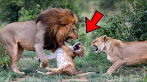 Опасная Дикая природа в Африканской Саванне Удивительные животные и их борьба за выживание