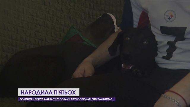 На мотузці посеред поля: вагітну собаку лишили помирати голодною смертю смотреть онлайн