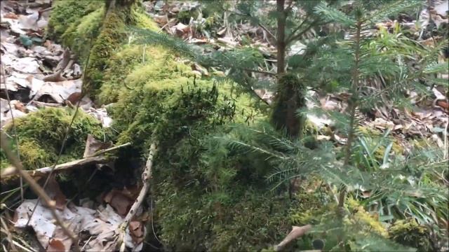 Прогулка по полю и по лесу, беспилотник - испытательный полет смотреть онлайн