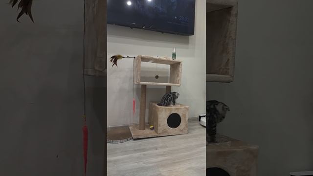 Игрища с домиком