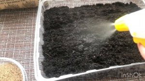 Сажаем на рассаду колокольчик. Колокольчик средний чашечка с блюдцем. Часть 1.