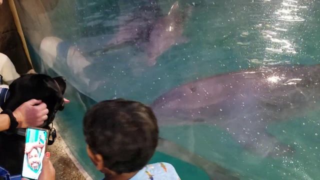 Dogs at Dolphin Nursery - SeaWorld Orlando - December 15, 2021 смотреть онлайн