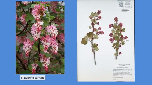 HSU Botany Herbarium