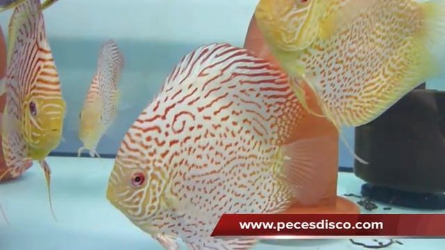 Peces Disco Snake Skin Spider Web - Albino Leopard SS - Leopard Skin
