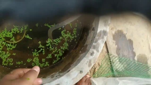 My big cement fish tank cleaning and tank setup in tamil sanjay fish farm смотреть онлайн