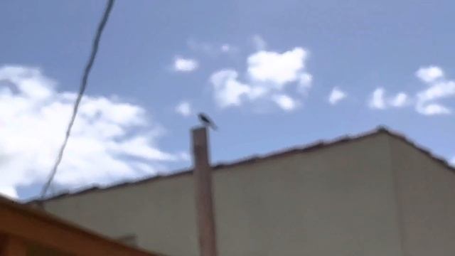 ShyGurl meets her 16th Baby as we take a tour of TortoiseLand's torts! смотреть онлайн