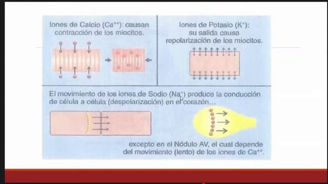 I Curso-Taller de Lectura e Interpretación de EKG: NOCIONES BÁSICAS DE ELECTROFISIOLOGÍA смотреть онлайн