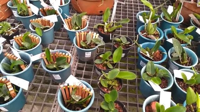 008 Laelia purpurata, Cattleya tigrina e outras belezas no Orquidário Oriental. смотреть онлайн