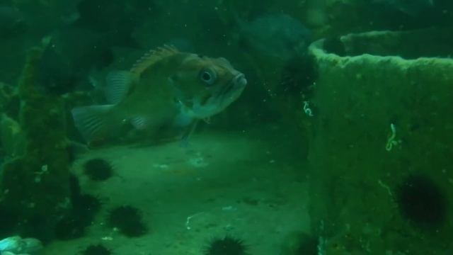 Scuba diving with a curious Serranidae Fish смотреть онлайн