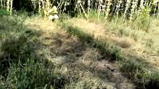 Боливийский Чёрный, нюансы выращивания