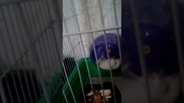 Смешной хомяк смотреть онлайн