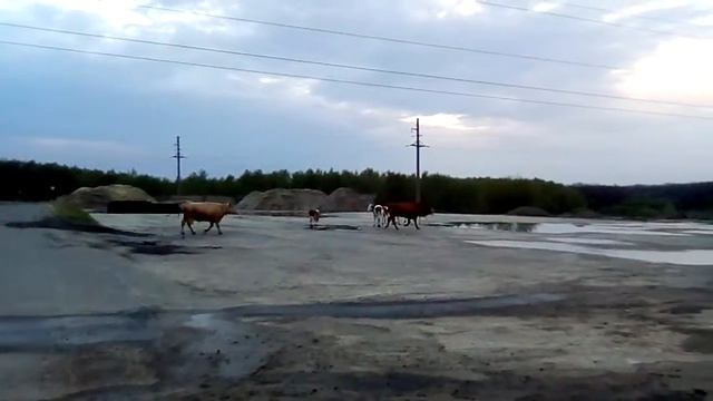 Коровы гуляют где хотят.город Курск смотреть онлайн