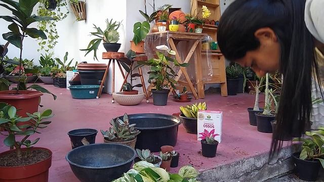REPLANTES e DICAS pra vocês Que São Apaixonados Por Plantas 💚 смотреть онлайн