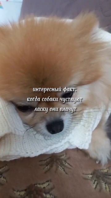 факт# псы попадут в рай# собачка в шарфе смотреть онлайн