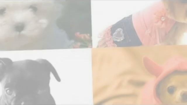 DATOS CURIOSOS SOBRE LOS PERROS смотреть онлайн