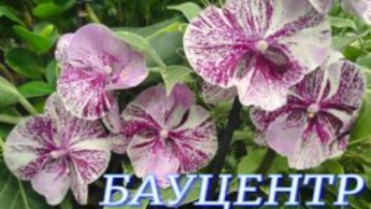 №1046/ ОБЗОР комнатных рас. и ОРХИДЕЙ в БАУЦЕНТРЕ смотреть онлайн