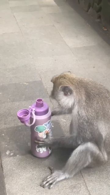 monkey got my waterbottle 🙈 check out my ubud monkey forest vlog for more monkey business #bali смотреть онлайн
