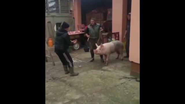 свинья и дед мороз это случайно их 2