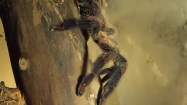 Avicularia fasciculata смотреть онлайн