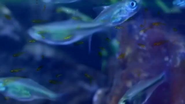 Have you ever seen Neon Green Tetra? | Green Kubotai Rasbora смотреть онлайн