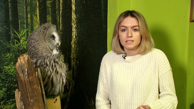 Бородатая неясыть. смотреть онлайн