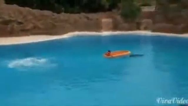 Очень красивое выступление дильфинов смотреть онлайн