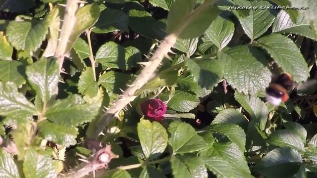Полёт шмеля, замедление 960 кад/сек смотреть онлайн