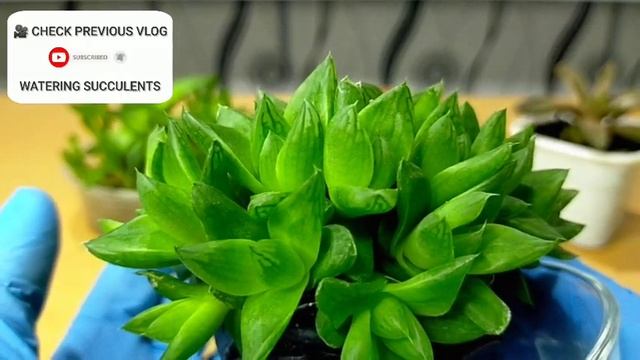 17 Haworthia Cymbiformis Cathedral Window Haworthia Succulent Care Guide | 다육식물 多肉植物 Suculentas смотреть онлайн