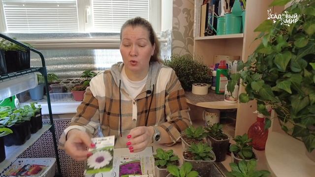 ПОЗДНИЙ ПОСЕВ ОСТЕОСПЕРМУМА - ПЛЮСЫ ВЫРАЩИВАНИЯ ОСТЕОСПЕРМУМА В КОНТЕЙНЕРЕ!