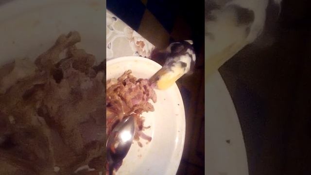 Корелла ест мясо???!!! смотреть онлайн
