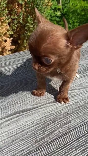 #миничихуахуа Назар #puppy #купитьчихуахуа 89215950848 #продам_щенка_чихуа смотреть онлайн