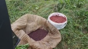 Килограмм мотыля за десять минут.