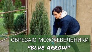 ОБРЕЗКА МОЖЖЕВЕЛЬНИКА СКАЛЬНОГО «BLUE ARROW» 12.03.2025г.