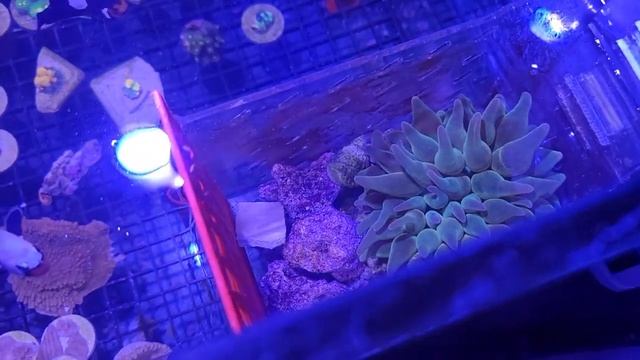New Year Tank Maintenance on the Red Sea S-1000 | Full Sump Cleaning смотреть онлайн