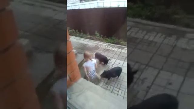 Конь мой ворон...2 смотреть онлайн