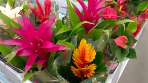 ♥️🪴АШАН♥️КОМНАТНЫЕ ЦВЕТЫ🌿